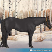 Horse Color:Smoky Black
