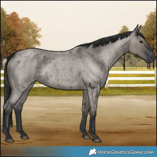 Horse Color:Grullo Roan 