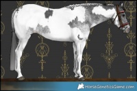 Horse Color:Gray White Spotted Black  and Gray White Spotted Chestnut 