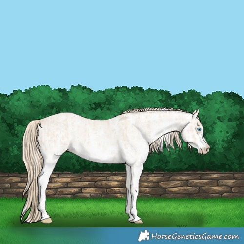 Horse Color:Perlino Sabino  and Perlino Dun Sabino