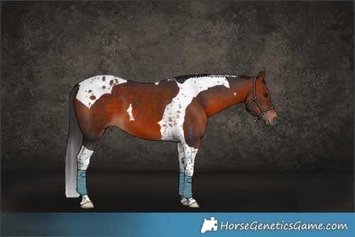 Horse Color:Bay Tobiano 