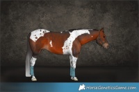Horse Color:Bay Tobiano