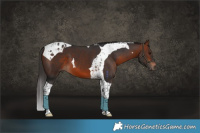 Horse Color:Bay Tobiano 