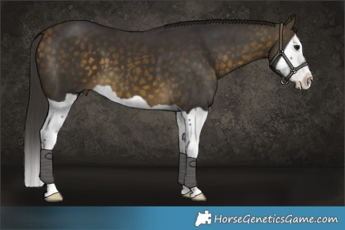 Horse Color:Buckskin Splash 