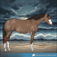 Horse Color:Liver Red Dun 