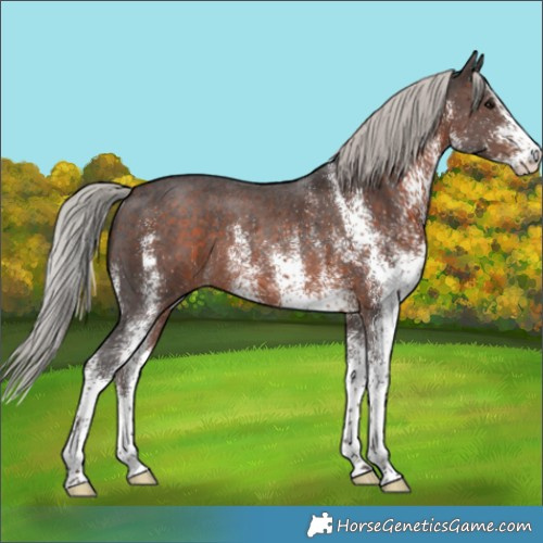 Horse Color:White Spotted Silver Brown Rabicano 