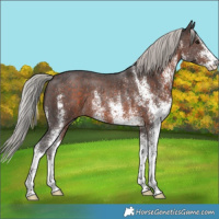 Horse Color:White Spotted Silver Brown Rabicano 