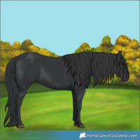 Horse Color:Black 