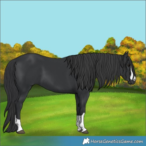 Horse Color:Black 