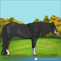 Horse Color:Black 