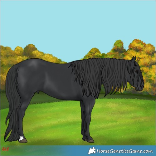 Horse Color:Black 