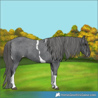 Horse Color:Black Tobiano Varnish 