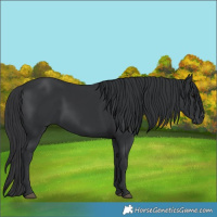 Horse Color:Black Rabicano