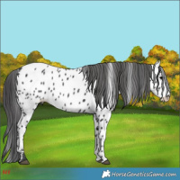 Horse Color:Black Near Leopard 