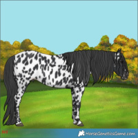 Horse Color:Black Near Leopard 