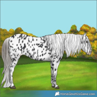 Horse Color:Black Appaloosa