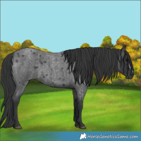 Horse Color:Blue Roan Frame 