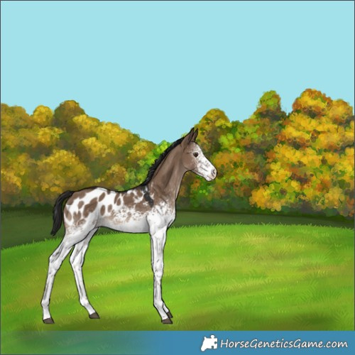 Horse Color:White Spotted Liver Red Dun Appaloosa 