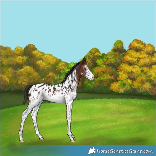 Horse Color:White Spotted Bay Near Leopard 