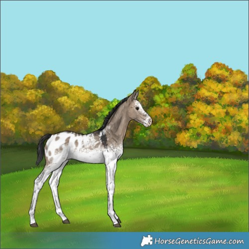 Horse Color:White Spotted Bay Dun Appaloosa 