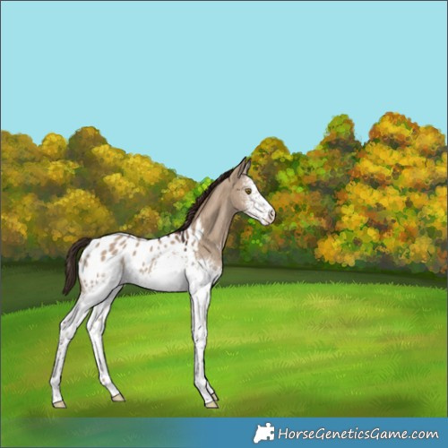 Horse Color:White Spotted Liver Red Dun Appaloosa 
