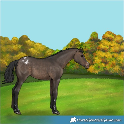Horse Color:Brown Dun Appaloosa 