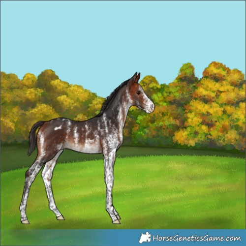 Horse Color:White Spotted Bay Blanket Rabicano 