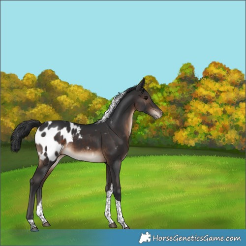 Horse Color:Brown Tobiano Blanket 