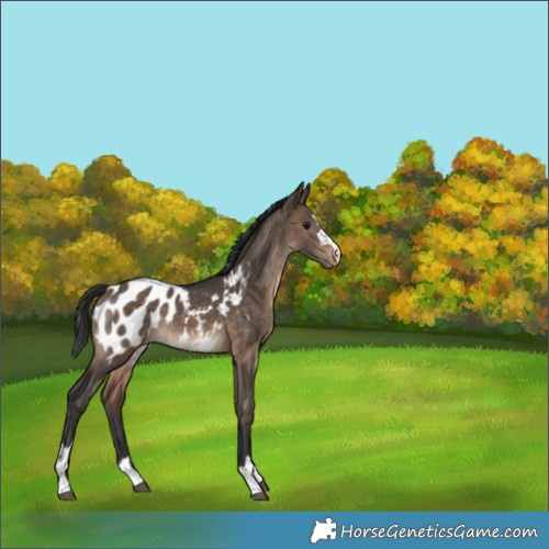 Horse Color:Brown Dun Appaloosa 