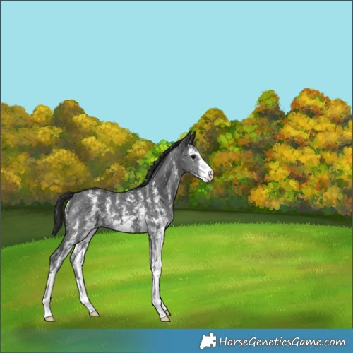 Horse Color:Black Sabino 