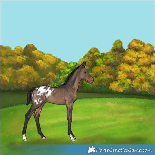 Horse Color:Brown Dun Appaloosa 