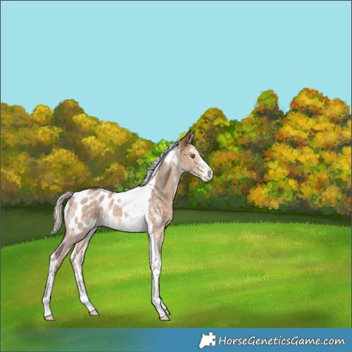 Horse Color:Silver Brown Dun Sabino Tobiano Appaloosa Rabicano 