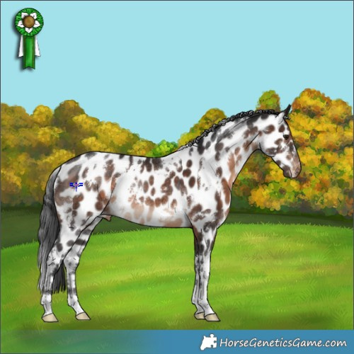 Horse Color:White Spotted Brown Appaloosa Rabicano 