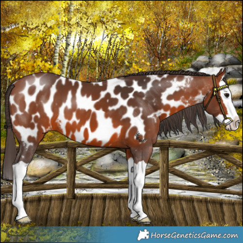 Horse Color:Bay Splash Appaloosa 