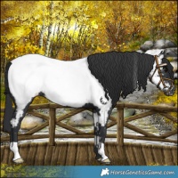 Horse Color:Black Near Fewspot 