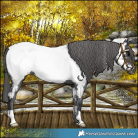 Horse Color:Black Near Fewspot