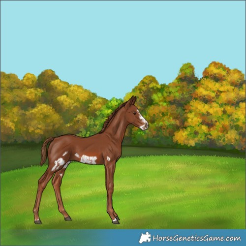 Horse Color:Chestnut  and Chestnut Frame 