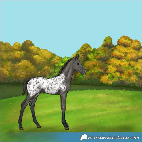 Horse Color:Grullo Appaloosa 