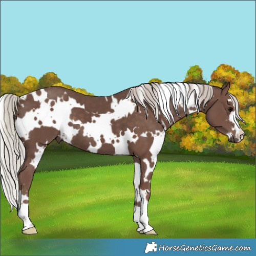 Horse Color:White Spotted Silver Black 