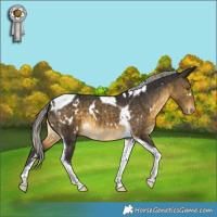 Horse Color:White Spotted Silver Buckskin Tobiano Varnish 