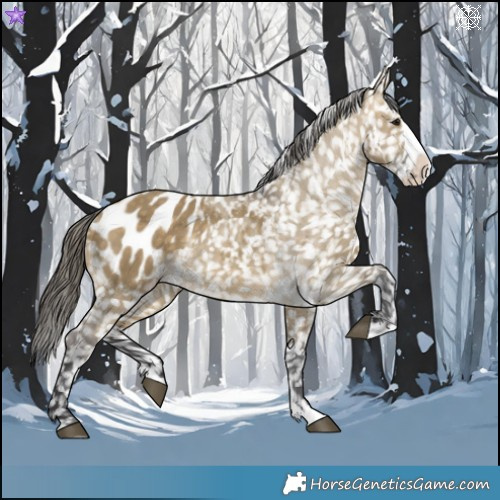 Horse Color:Buckskin Dun Splash Appaloosa 