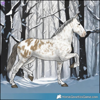 Horse Color:Buckskin Dun Splash Appaloosa 