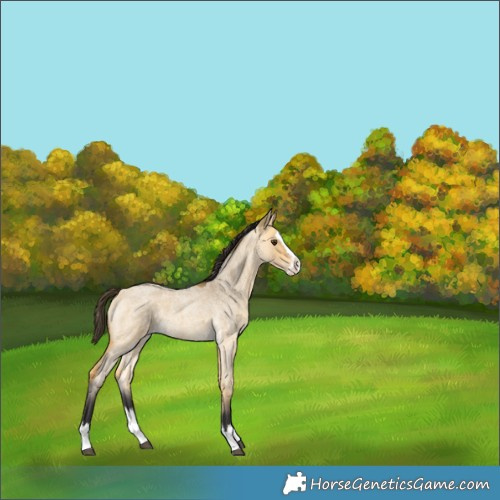 Horse Color:Buckskin Roan Dun Splash 