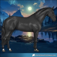 Horse Color:Black 