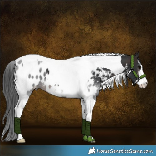 Horse Color:White Spotted Brown Tobiano Appaloosa