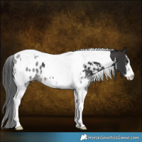 Horse Color:White Spotted Brown Tobiano Appaloosa