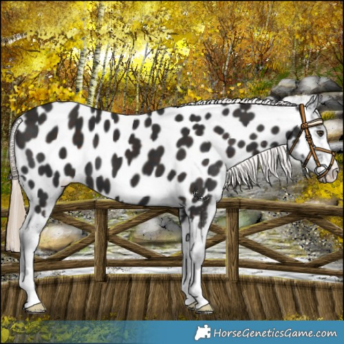 Horse Color:Liver Chestnut Appaloosa 