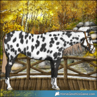 Horse Color:Liver Chestnut Appaloosa 