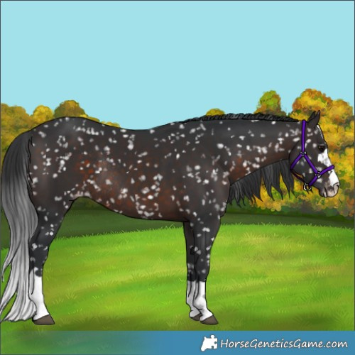 Horse Color:Brown Appaloosa Rabicano