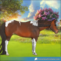 Horse Color:Bay Tobiano Appaloosa 
